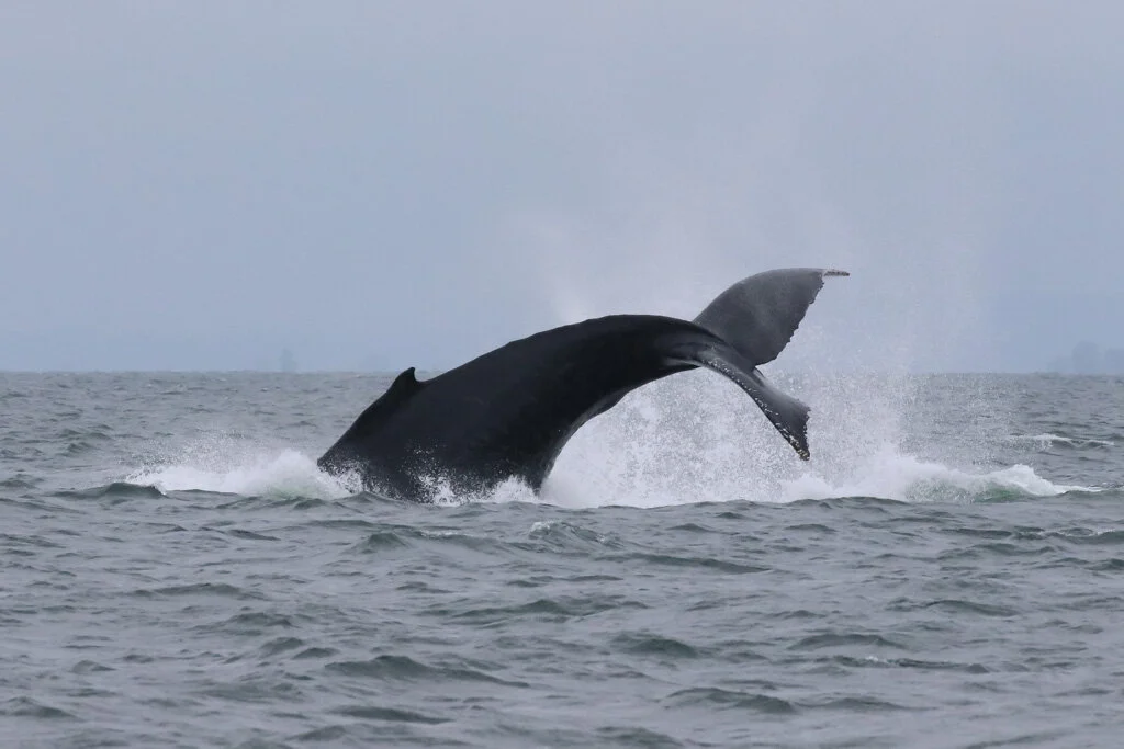 August 26, 2021, 10:30 AM - Orion and Windy off of Valdes Island