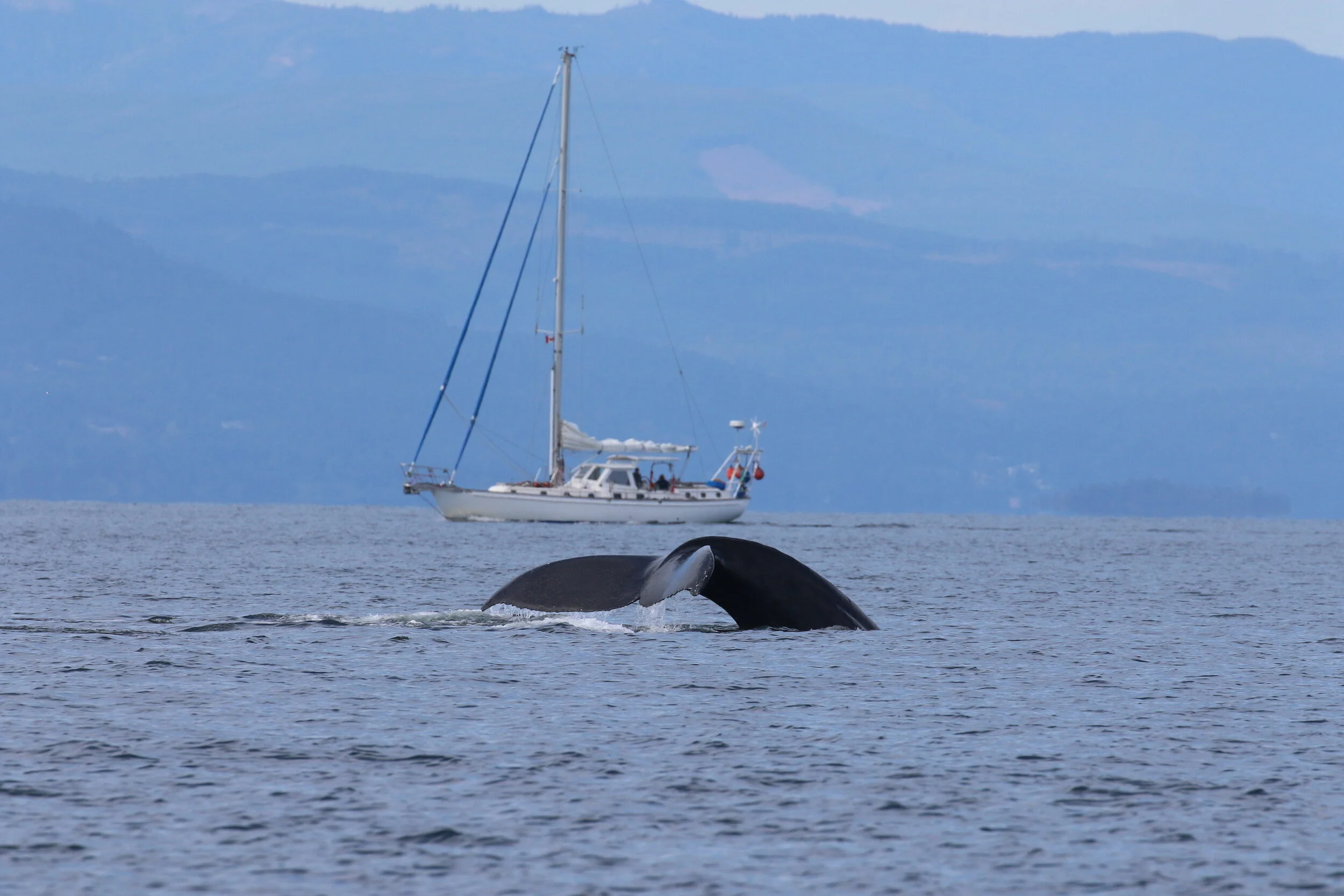 August 28 , 2021, 10:30 AM - Geometry and Poptart