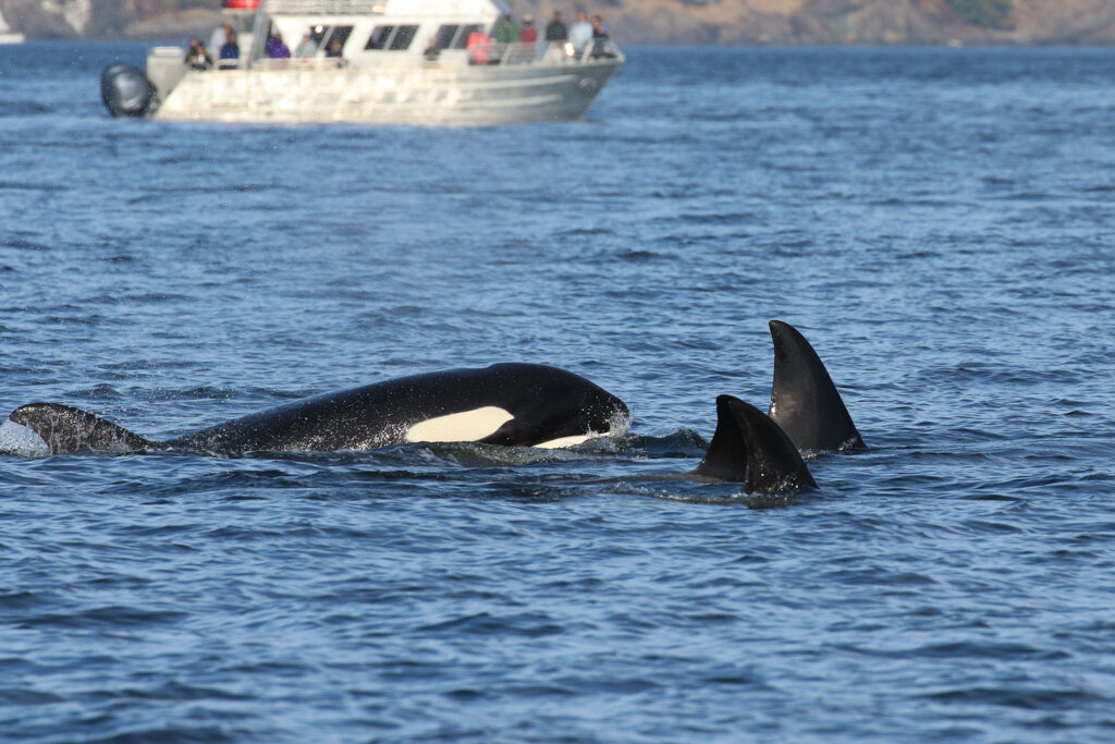 August 28 , 2021, 3:30 PM - 23 T's off of Beaver Point!