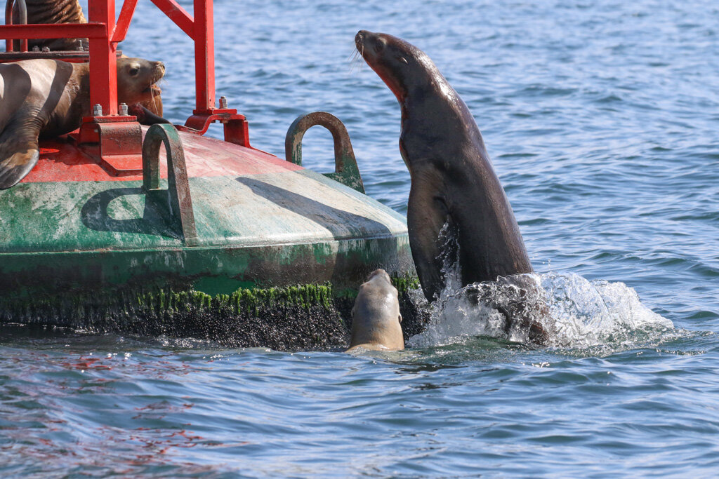 August 30 , 2021, 10:30 AM - Humpbacks in the Strait!