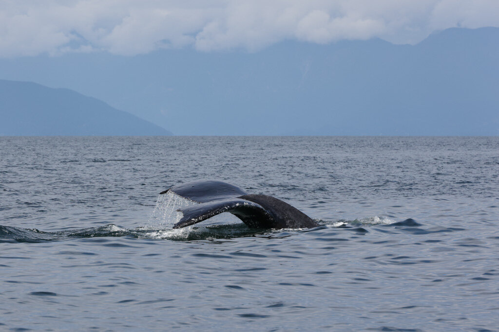 August 31st, 2021, 3:30 PM - Kelpie, Split Fin, Dalmatian, 77C, 77D