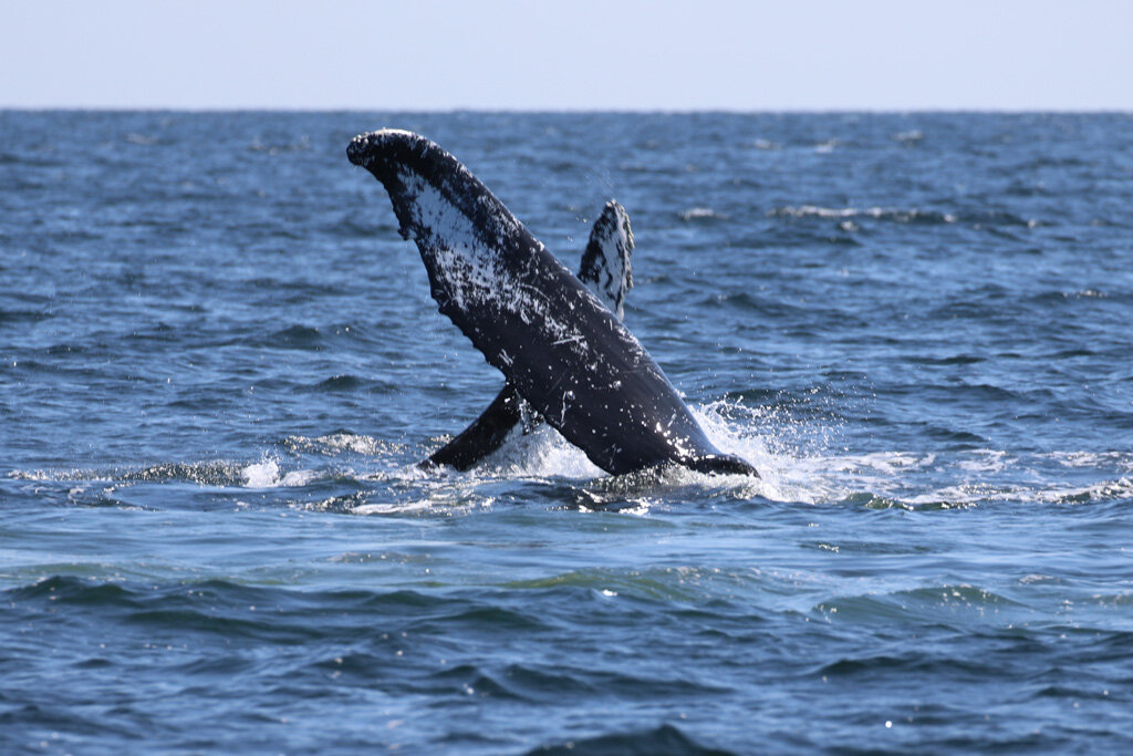 September 1, 2021 - A "Windy" morning and Humpback soup in the afternoon!