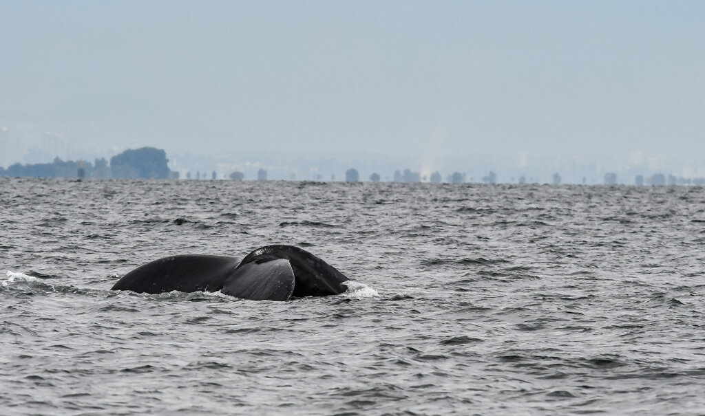 September 3, 2021 - Humpbacks, Humpbacks and more Humpbacks!