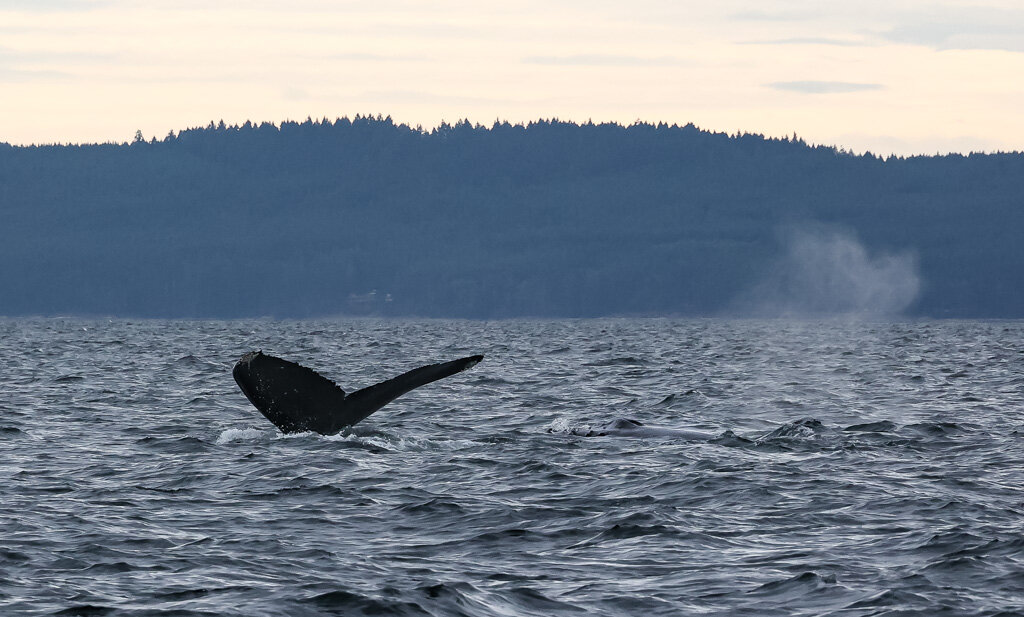 September 4, 2021 - 7 Humpbacks and 2 Orcas!