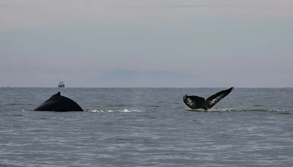 September 5, 2021 - Not one, Not 2, but 8 Humpbacks!?