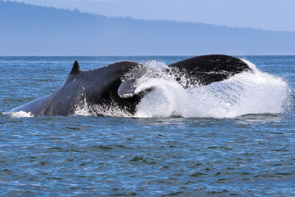 September 9, 2021 - 5 beautiful Humpbacks Anvil, Fader and Big Mama, Split Fin and Lucky. 