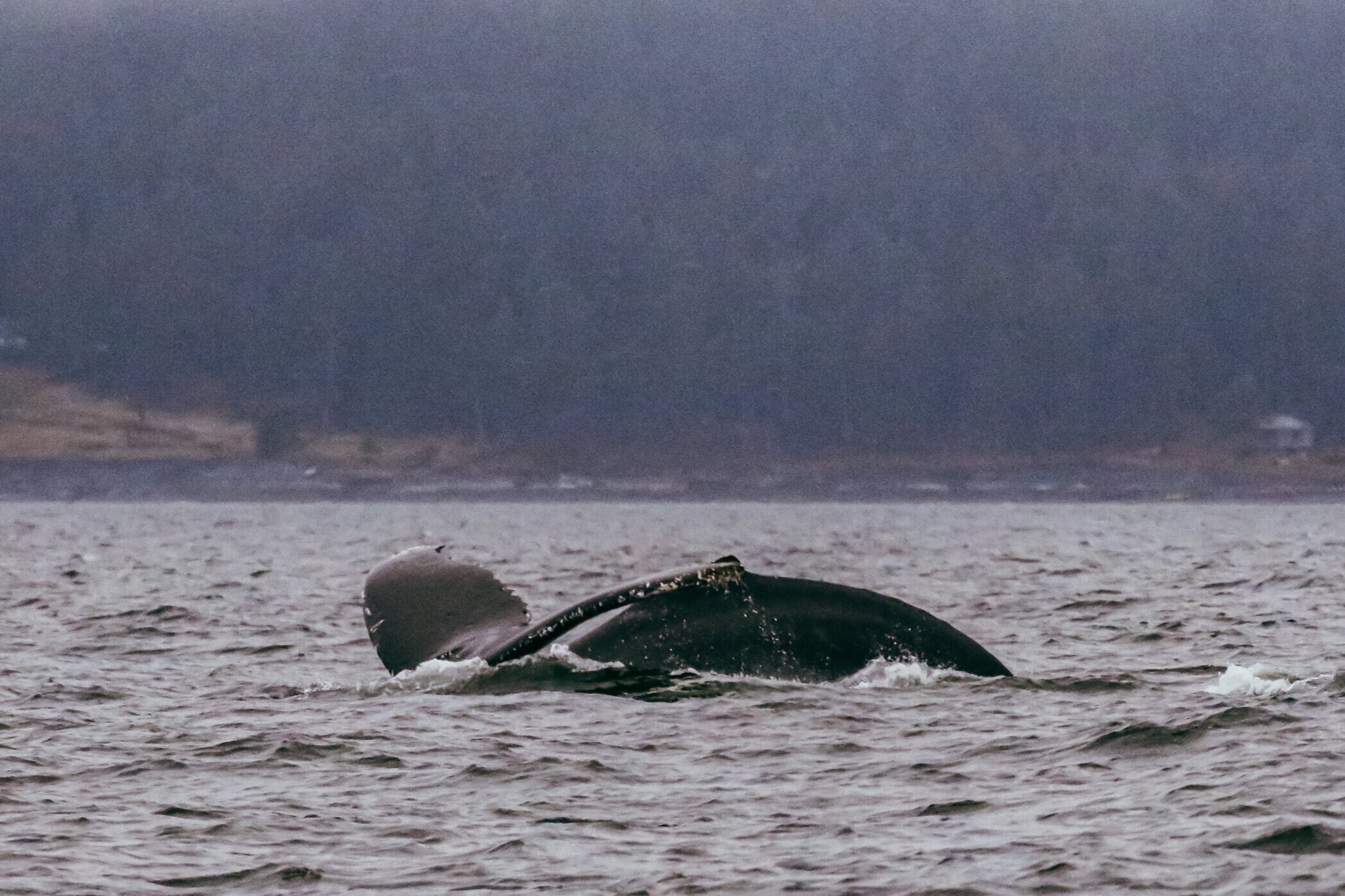 September 11, 2021 - Tranquil Tours in the Salish Sea