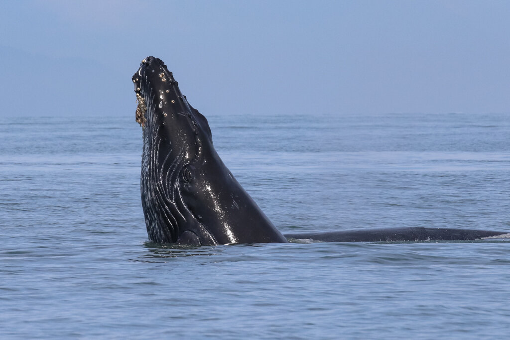 September 13, 2021 - Humpbacks, humpbacks, and more humpbacks!