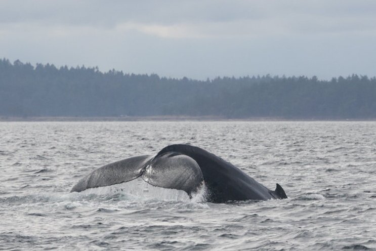 September 19, 2021 - Gentle Giants in the Salish Sea