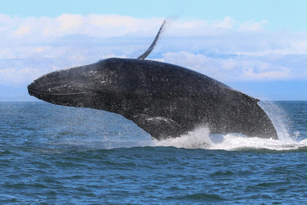 September 22, 2021 - Divot and calf East of Galiano Island