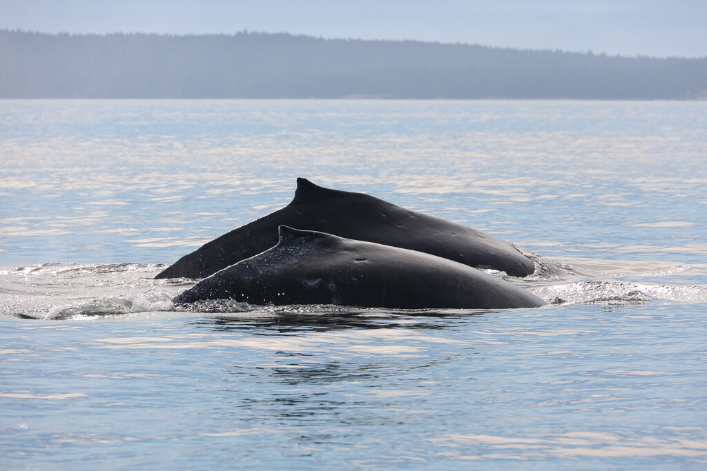 September 24, 2021 - 4 humpbacks in the Strait