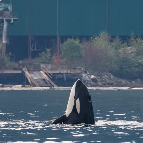 September 25, 2021 - T37A's in Howe Sound