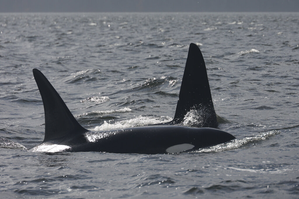 September 30, 2021 - Transient Orca in Stuart Channel!