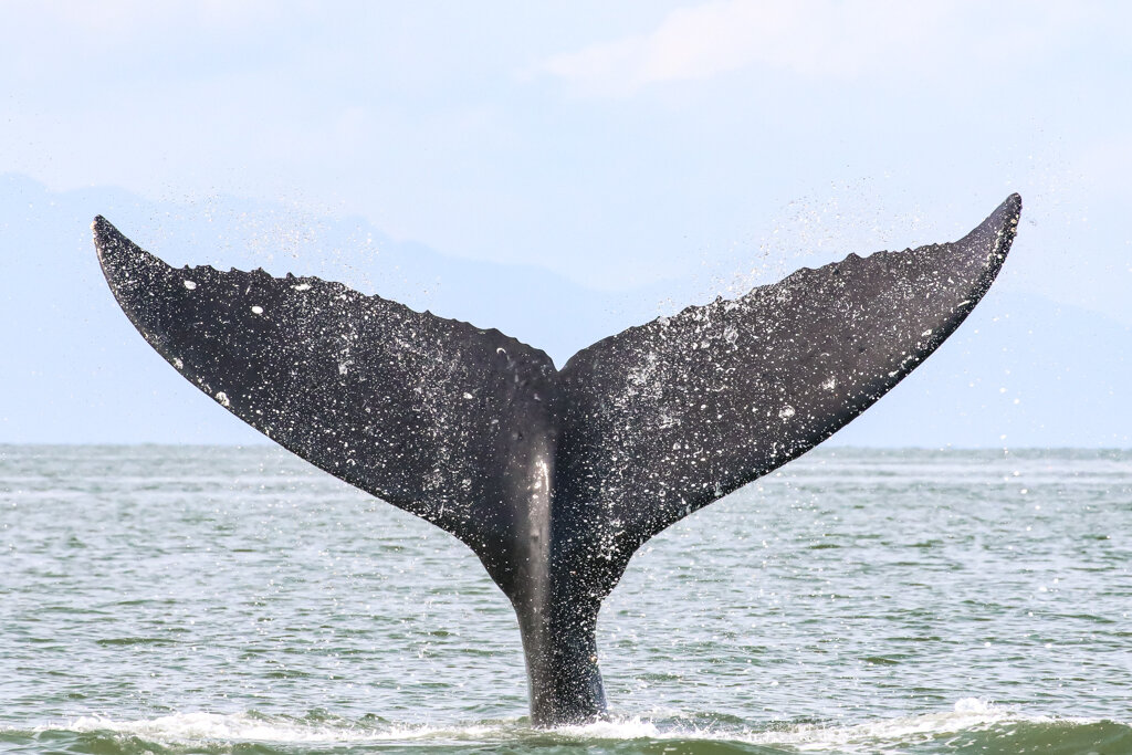 October 1, 2021 - Starting off the month with lots of humpback whales!