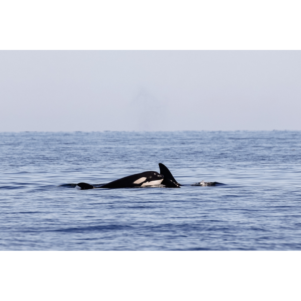 Premier Half-day Whale Watching Tour In Telegraph Cove, Telegraph Cove