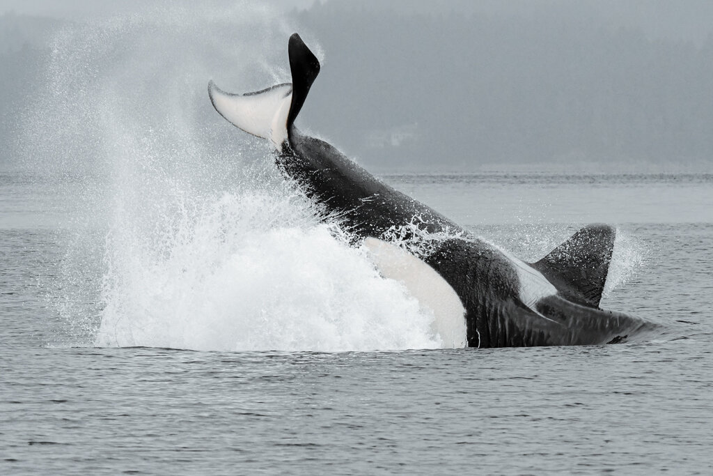 October 6, 2021 - A big mixed pod of Transient killer whales!