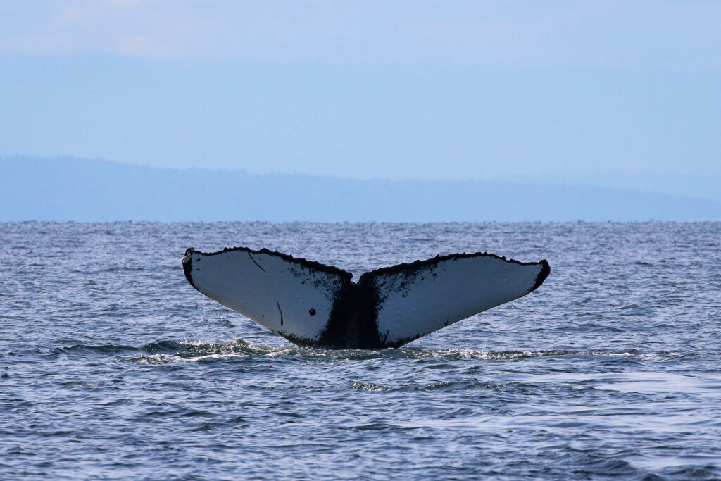 October 7, 2021 - Humpback whales KEX0022 (Corona) and BCZ0312