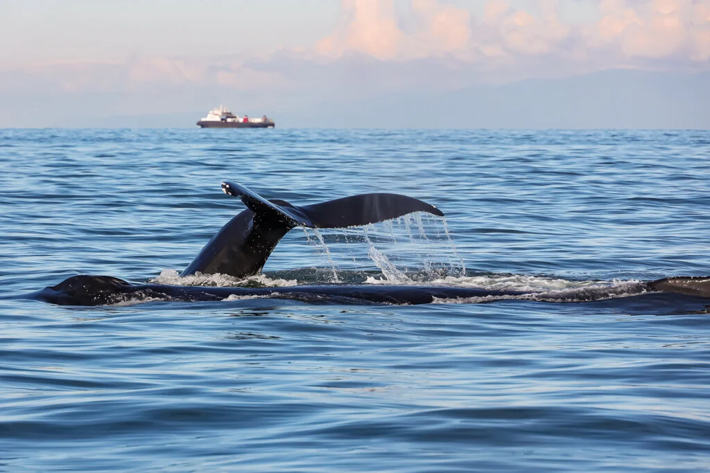 October 8, 2021 - An afternoon with humpback whales Divot and calf, Split Fluke and calf, BCZ0312, Valiant, and Trooper/Slice