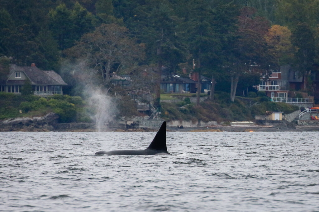 October 9, 2021 - Transient orca in the Saanich Inlet