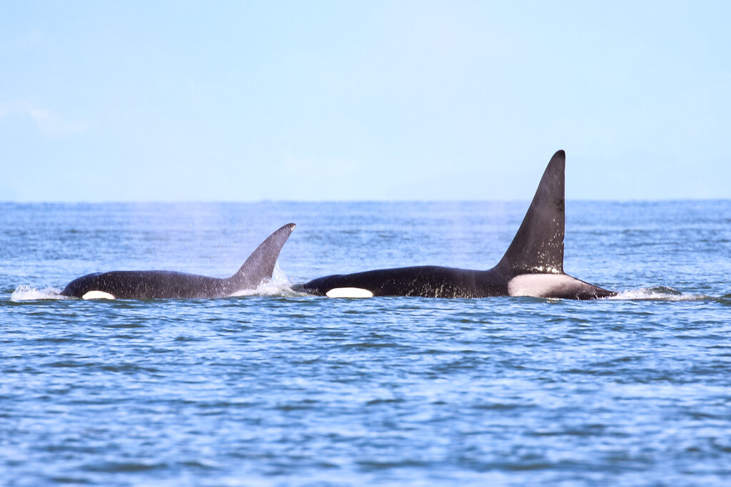 October 10, 2021 - A Double Species day in the Salish Sea
