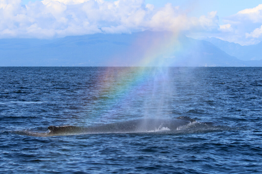 October 11, 2021 - Humpback soup and surprise Orcas