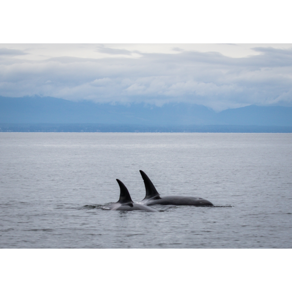 Premier Half-day Whale Watching Tour In Telegraph Cove, Telegraph Cove