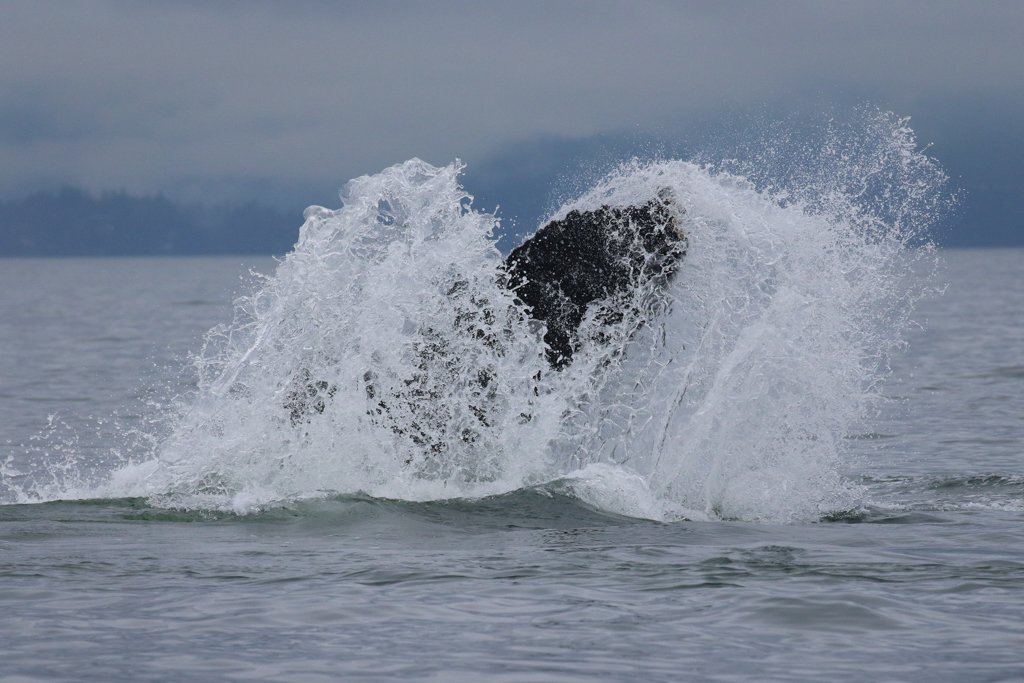 October 17, 2021 - Humpbacks Galore!