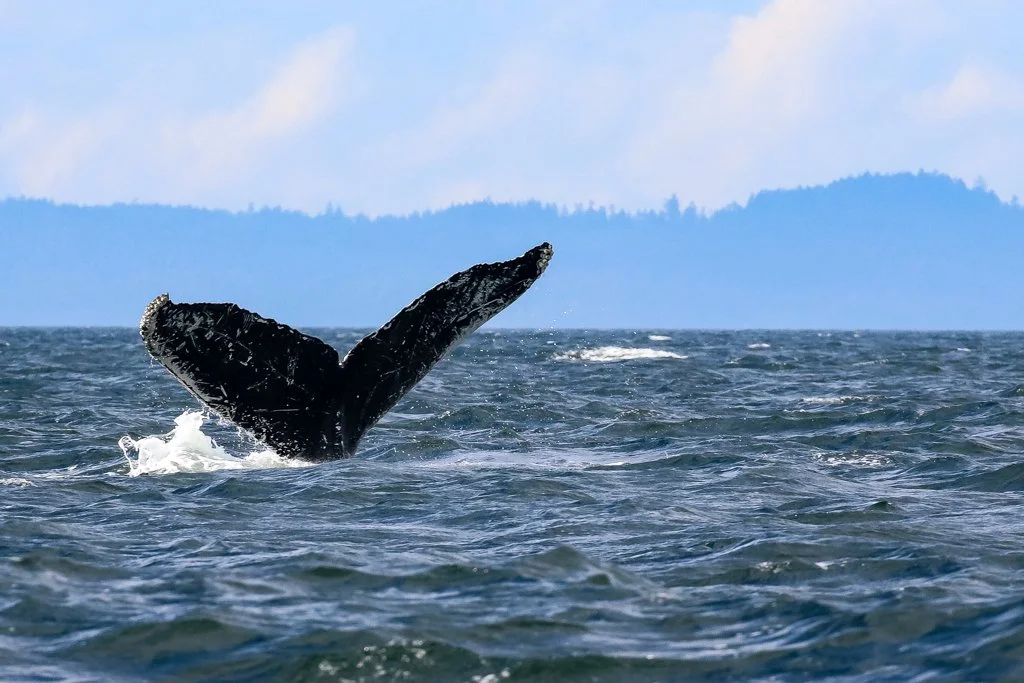 October 20, 2021 - Frankenstein and friend