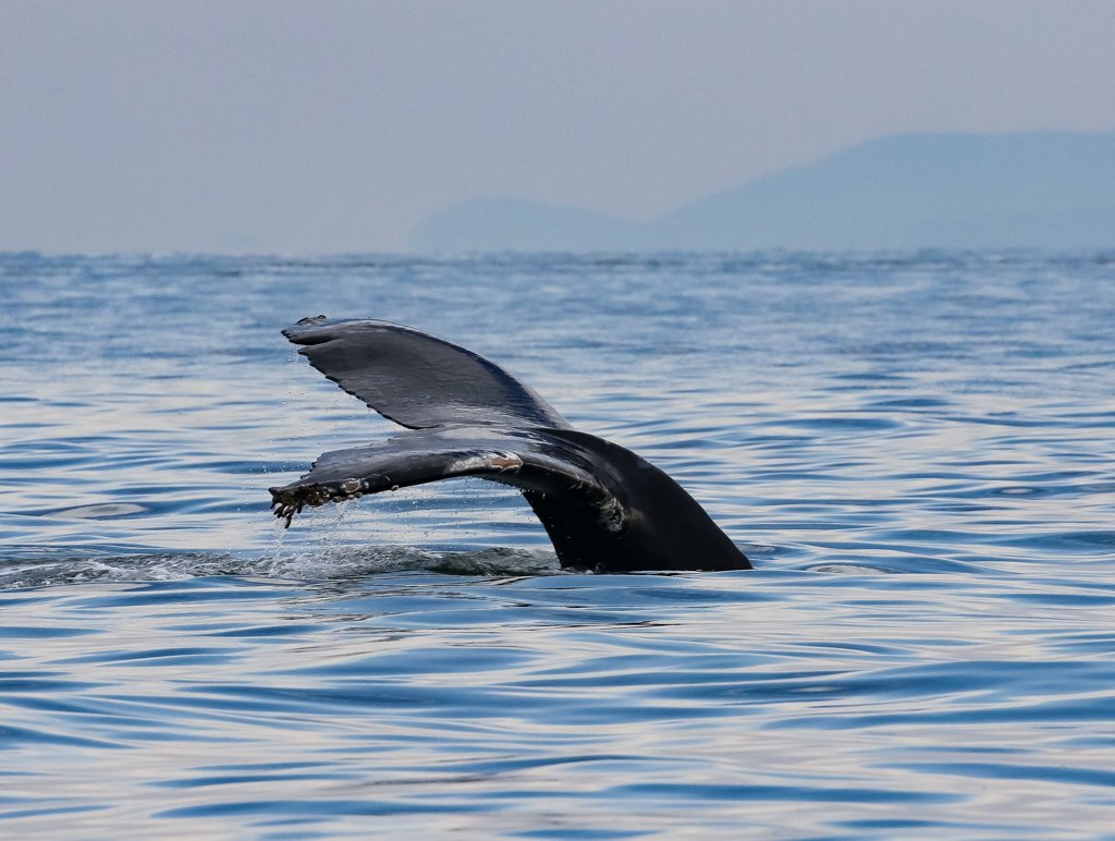 October 19, 2021 - Poptart and a Mom and calf!