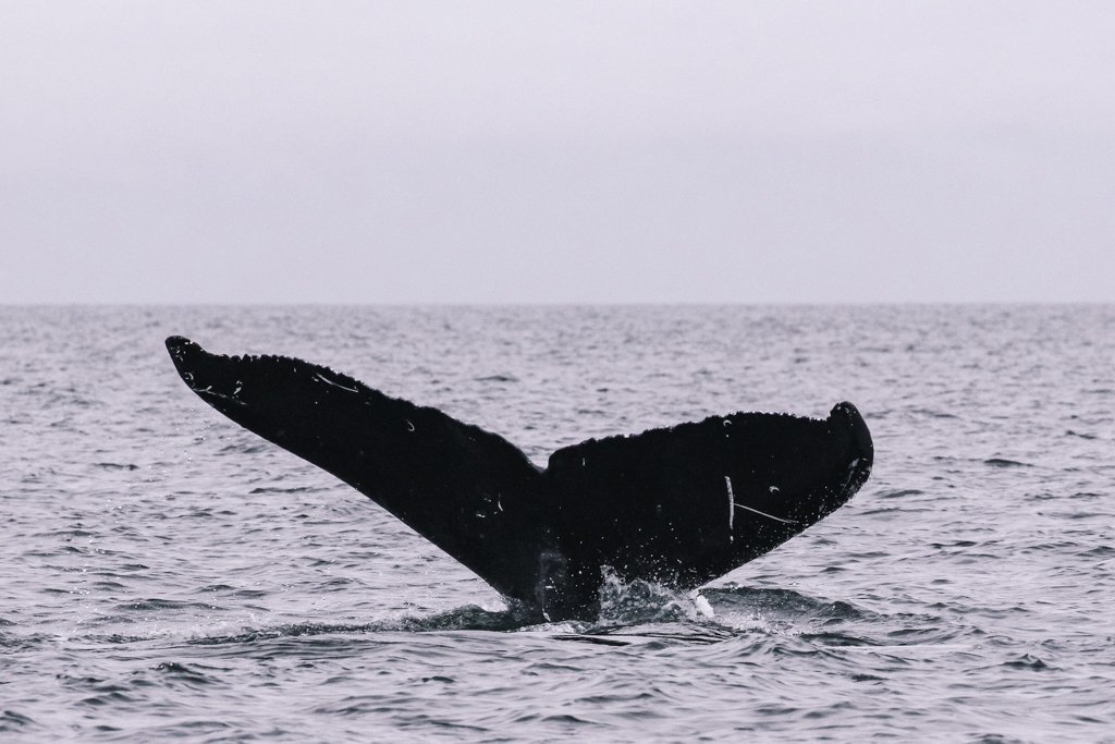 October 22, 2021 - 6 Humpbacks in the Strait of Georgia!