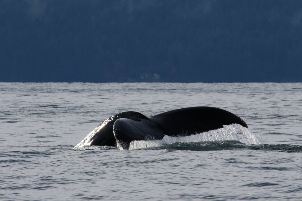 November 6, 2021 - Humpback whales Outside Active Pass!