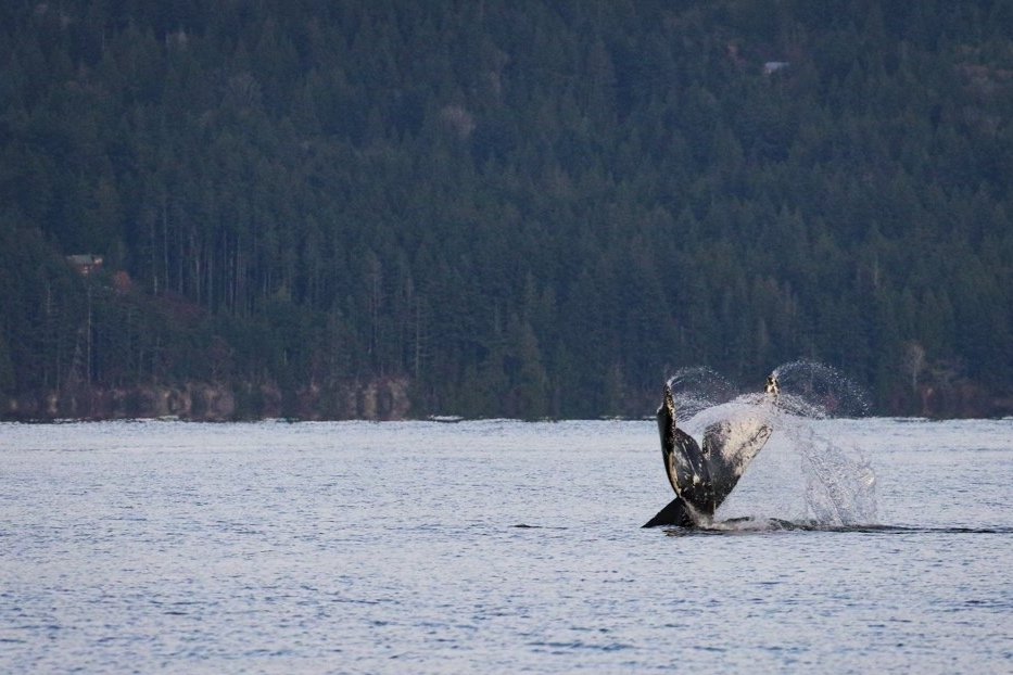 November 17, 2021 - A T-Party and humpback "Lego" in the northern Strait of Georgia!