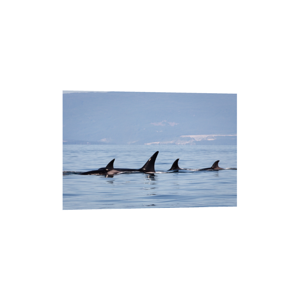 fineartprints_rectangle2_3_0_0_1024_682_0_false_ffffff_0_0.png