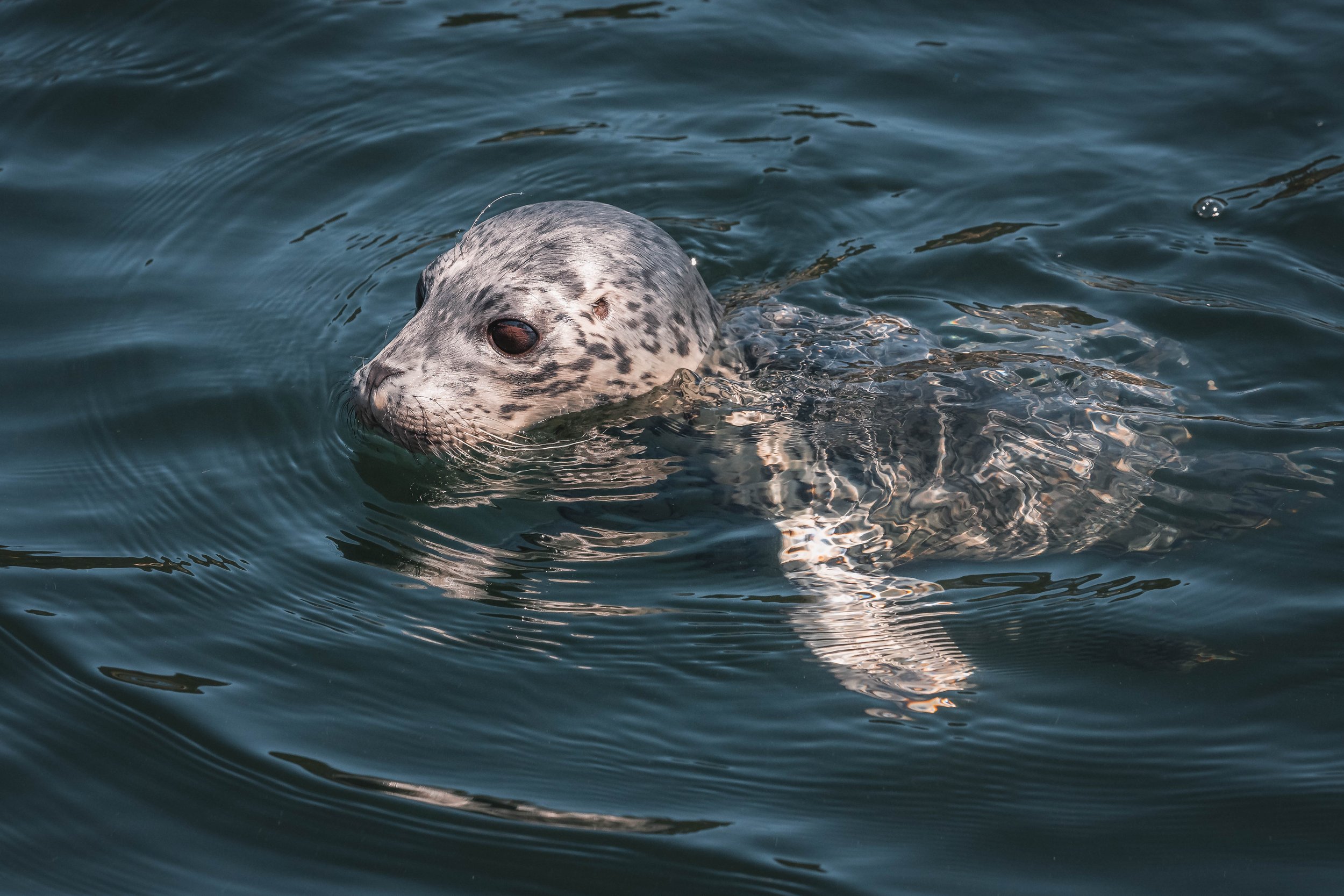 Harbour Seal - Phoca Vitulina, Vancouver Island Whale Watch