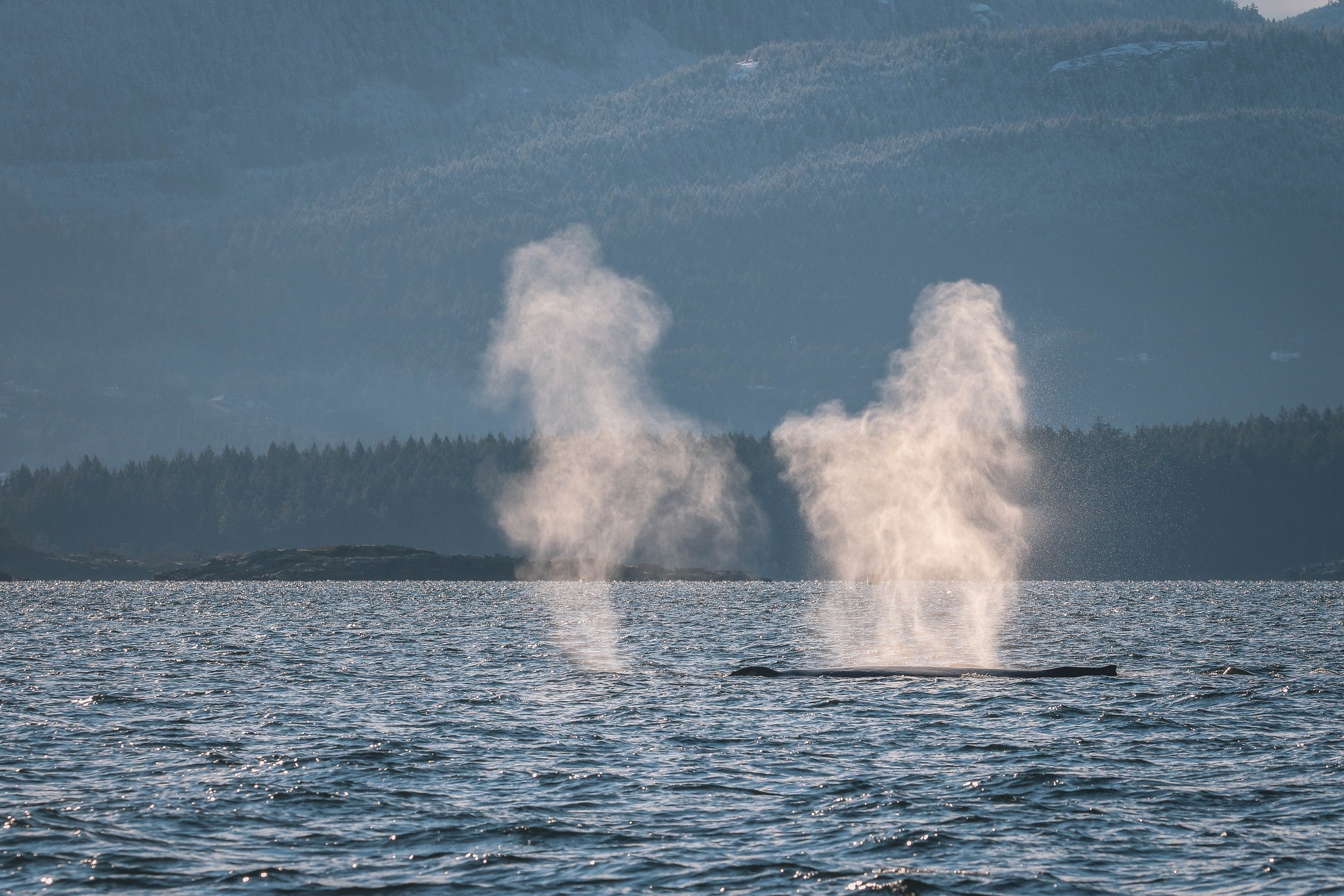 December 4, 2021 - 6 humpbacks in the Winchelsea Islands!