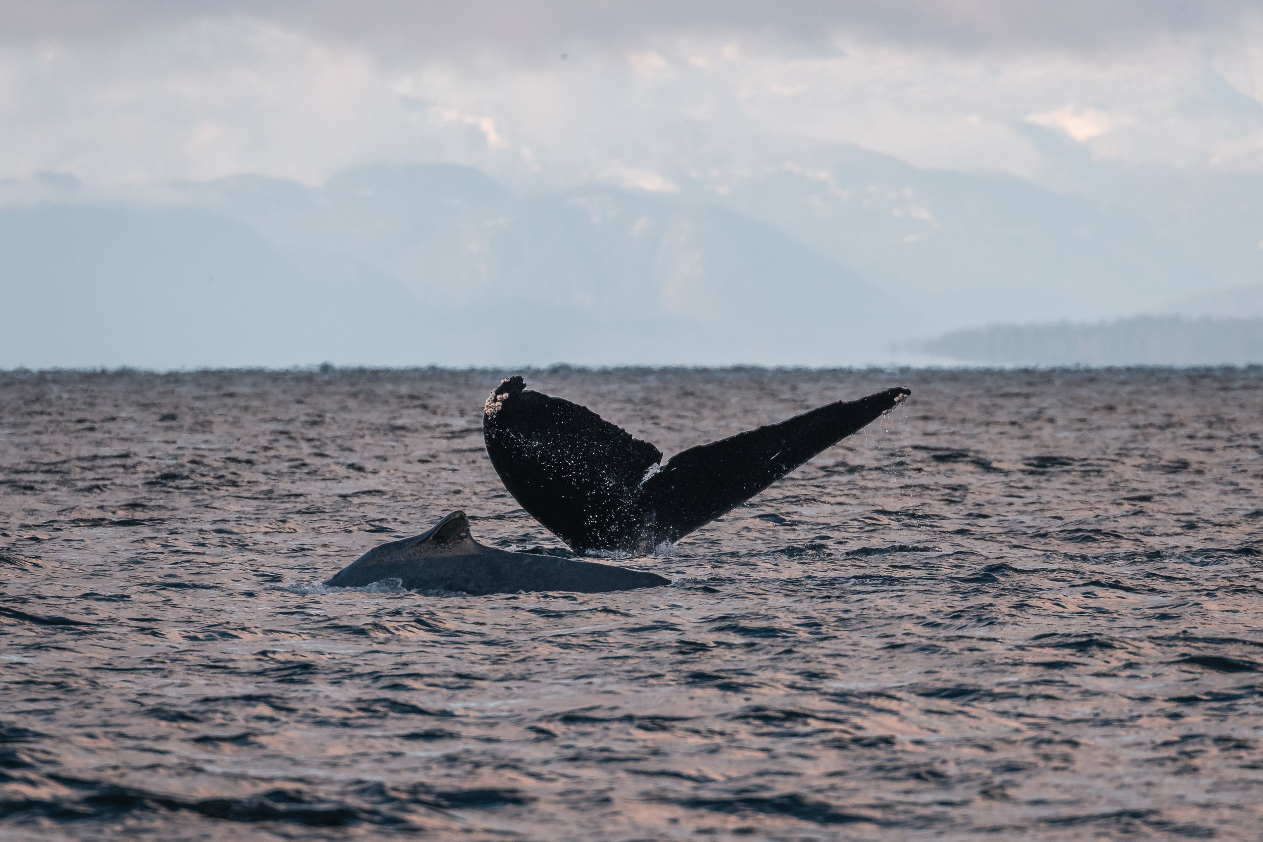 December 19, 2021 - 5 Humpbacks off of Snake Island