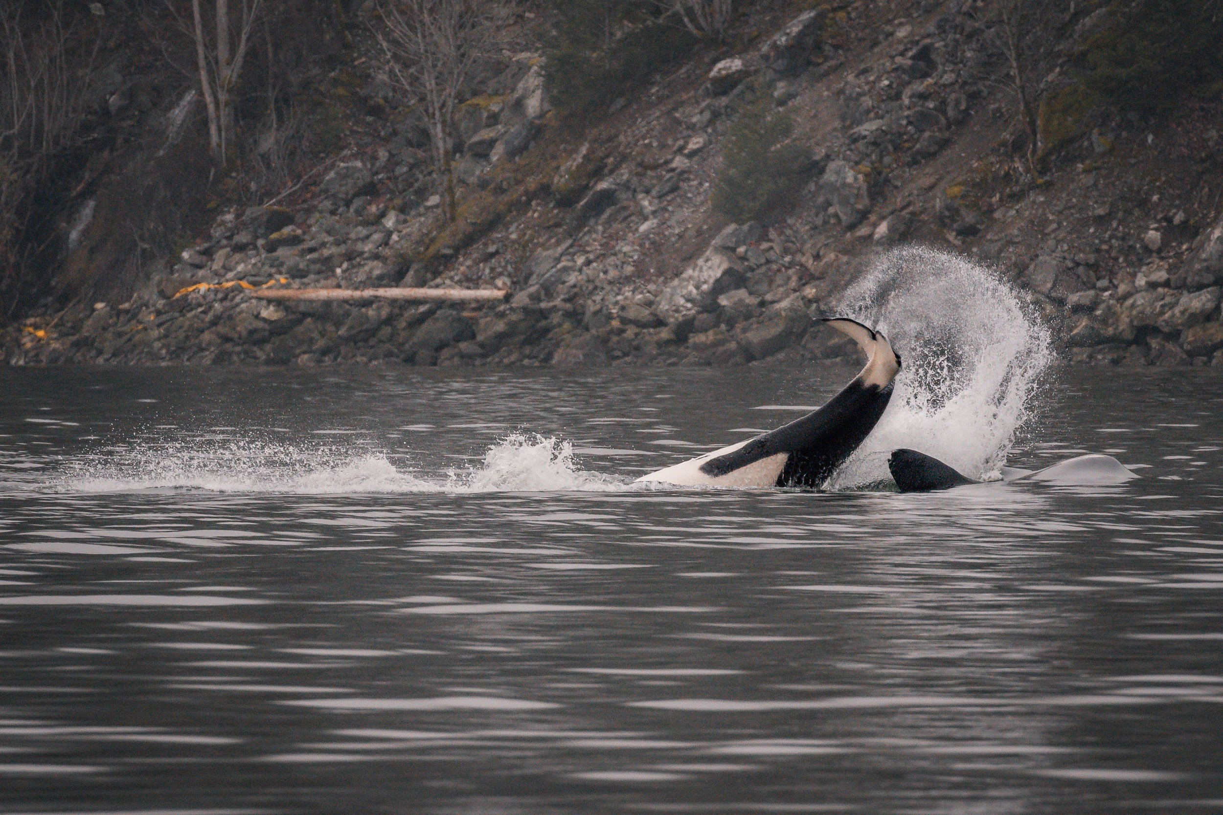 January 23, 2022 - T-Party in the Saanich Inlet!