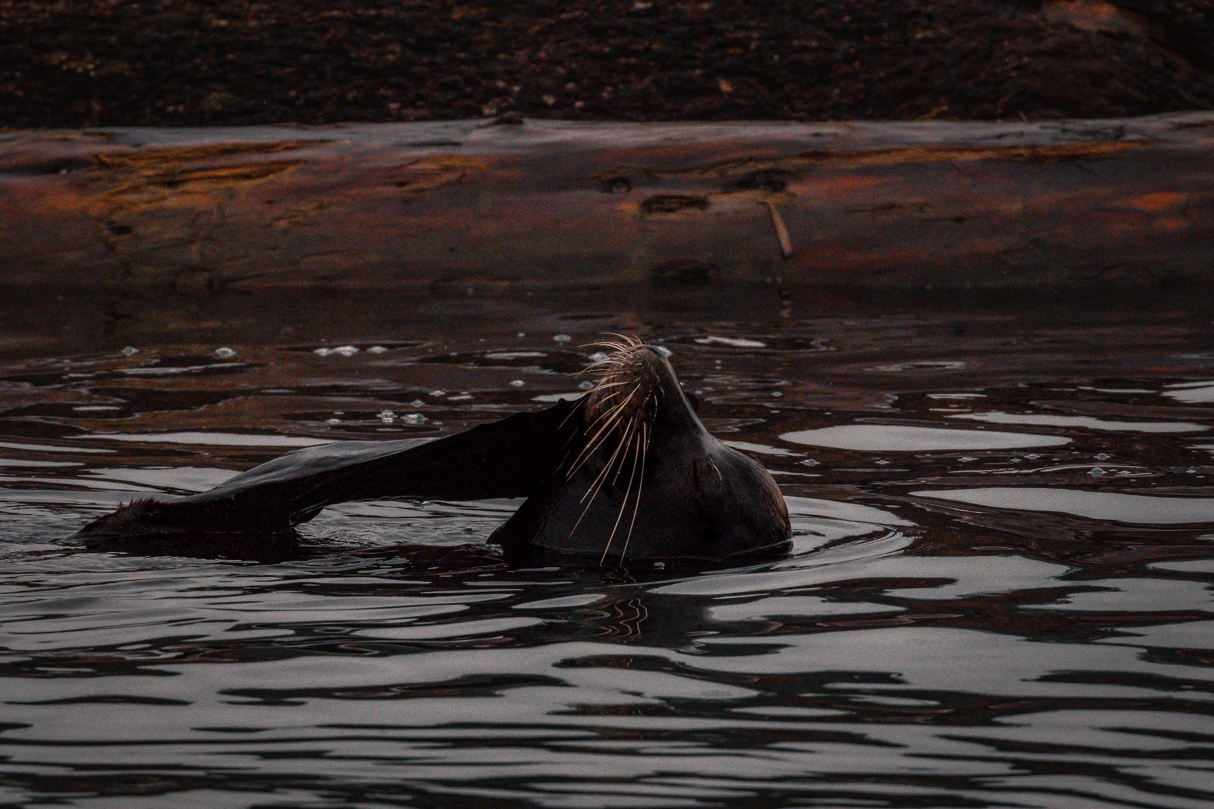 January 29, 2022 - Seals and Sea Lions throughout the Southern Gulf Islands