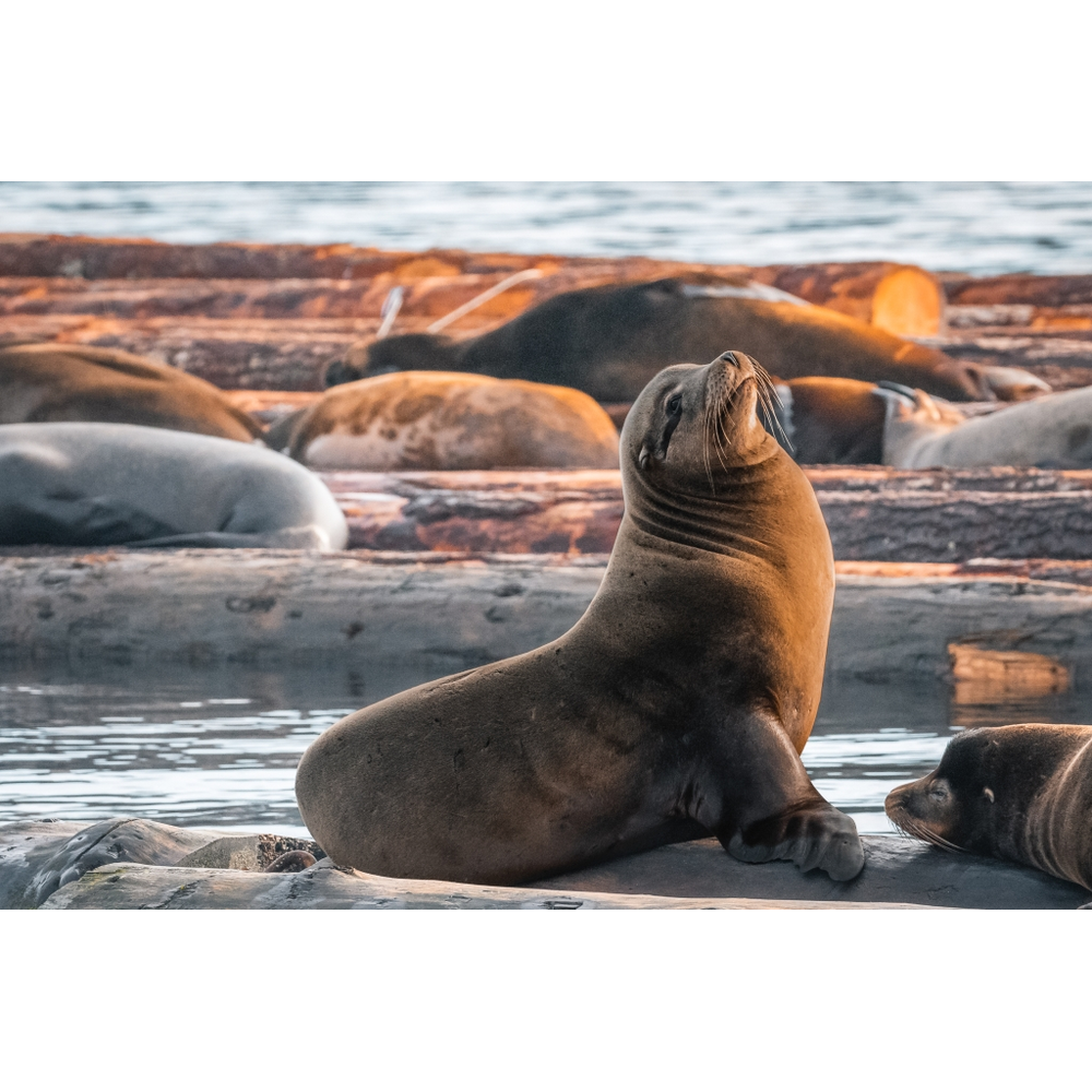 February 10 2022 Sea lion — Vancouver Island Whale Watch