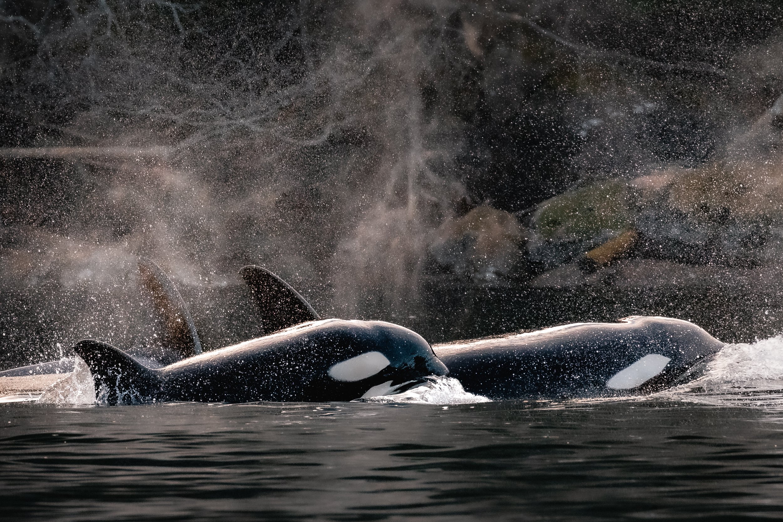 February 17, 2022 - There's always a chance to find whales