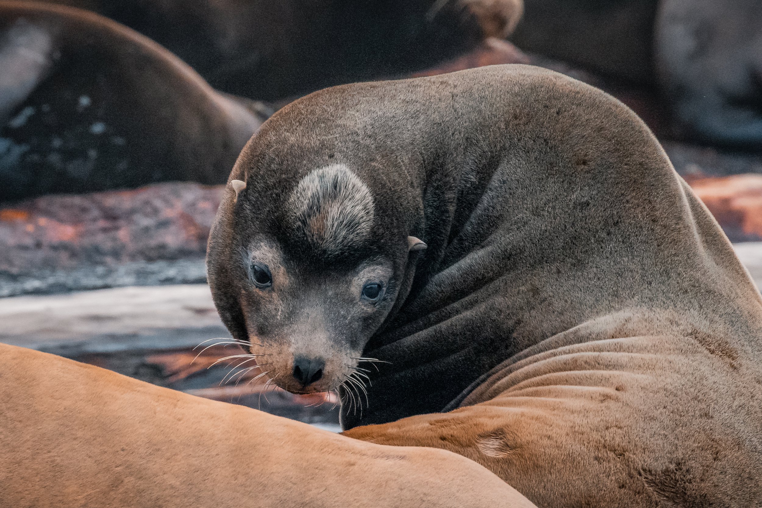 February 23, 2022 - Sealions and Mirages 