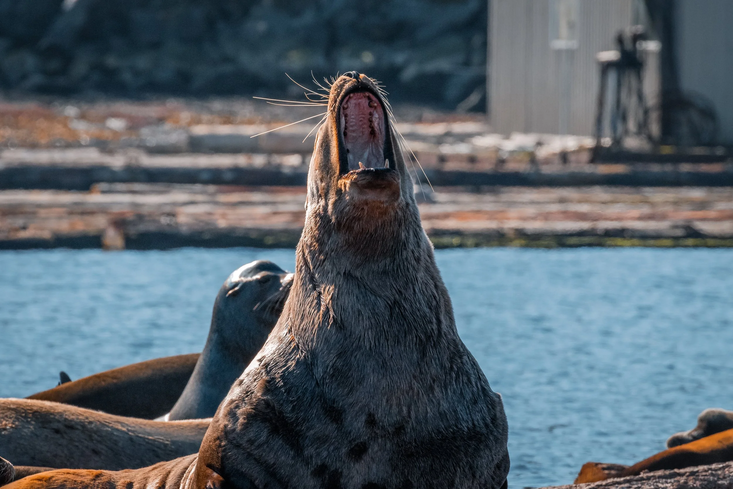 February 22, 2022 - Sealion Experience on a Sunny February day