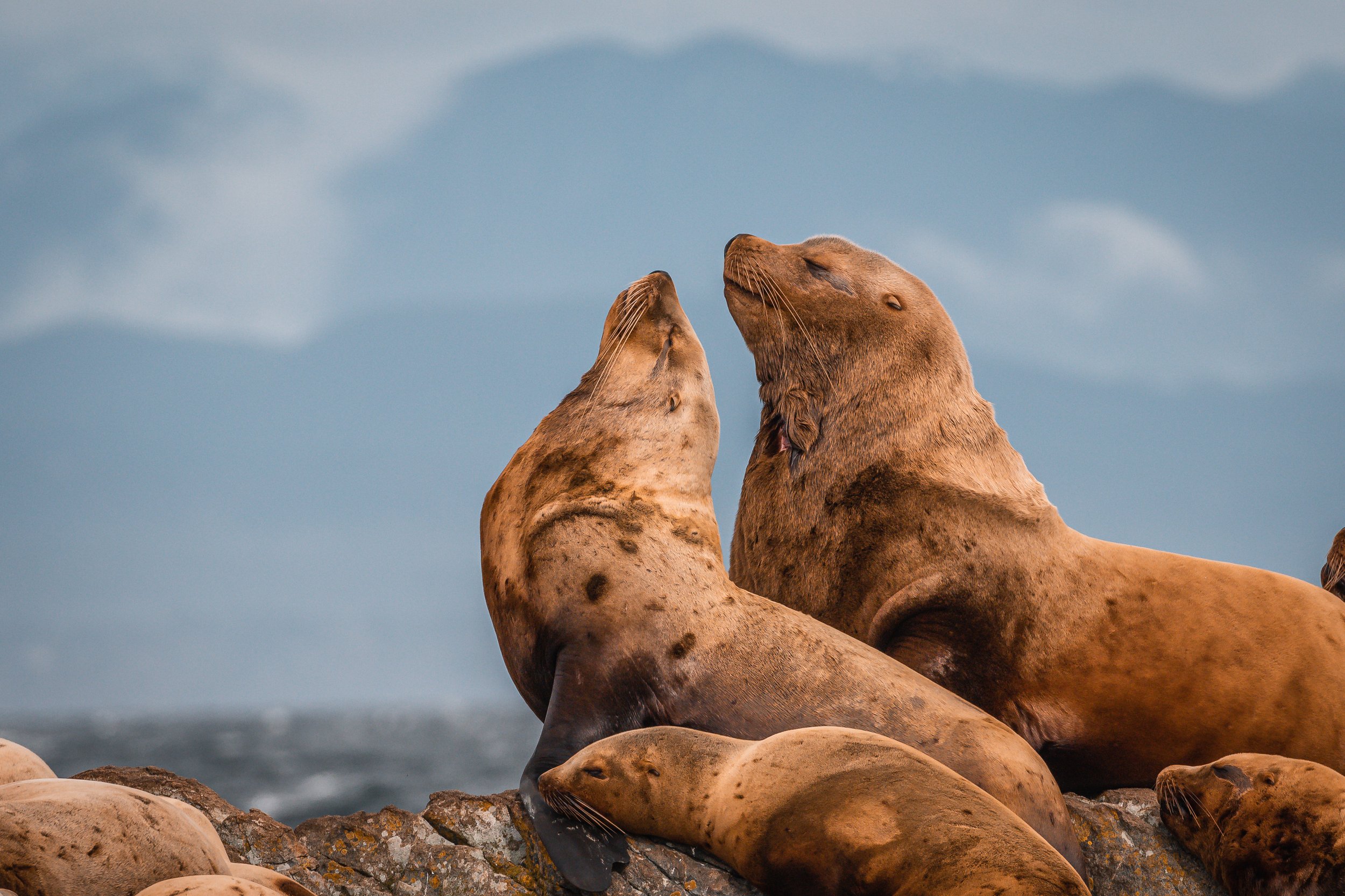 February 27, 2022 - Pinnipeds and Eagles along the Coast