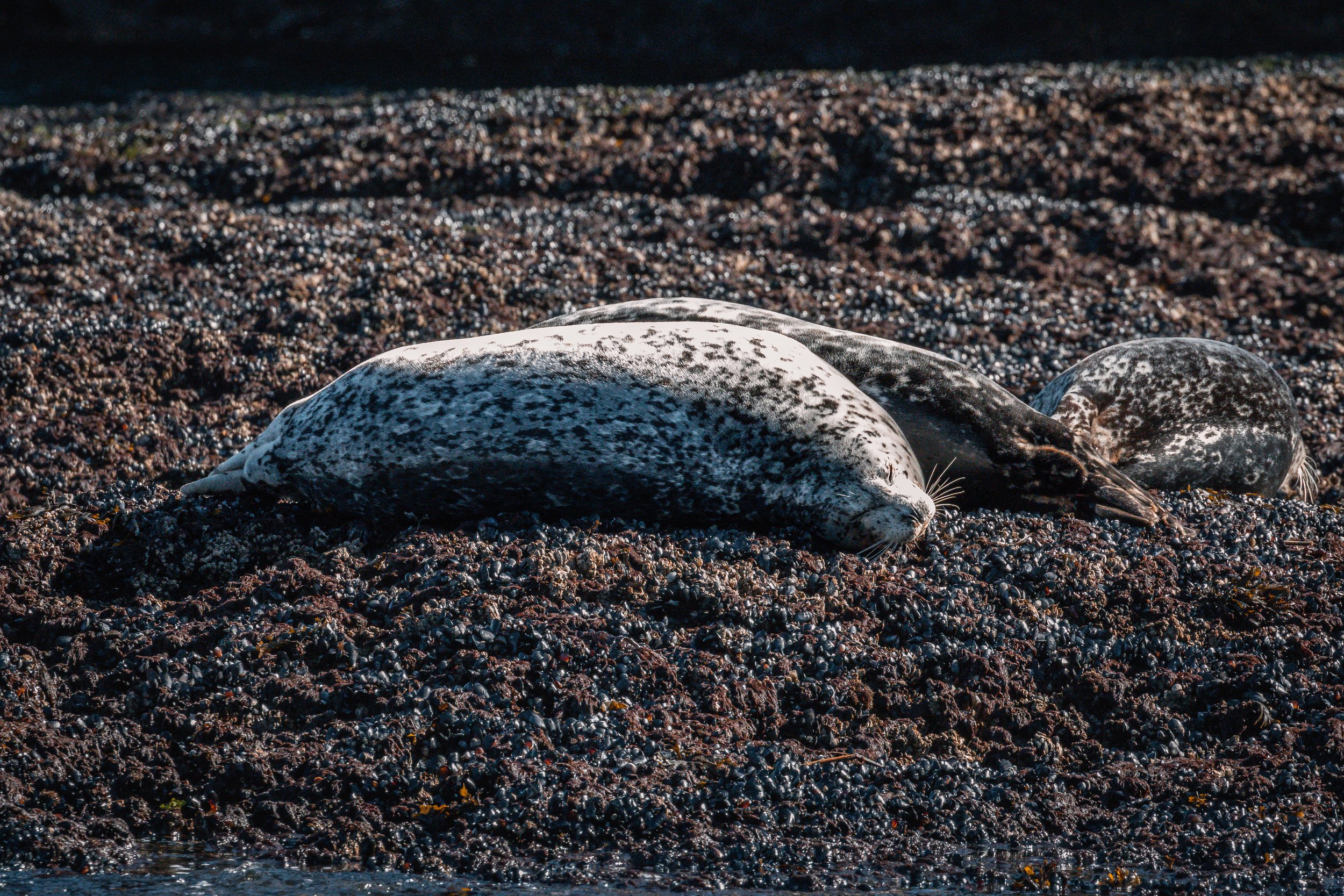 March 5, 2022 - Gulf Island Seals and Sea Lions
