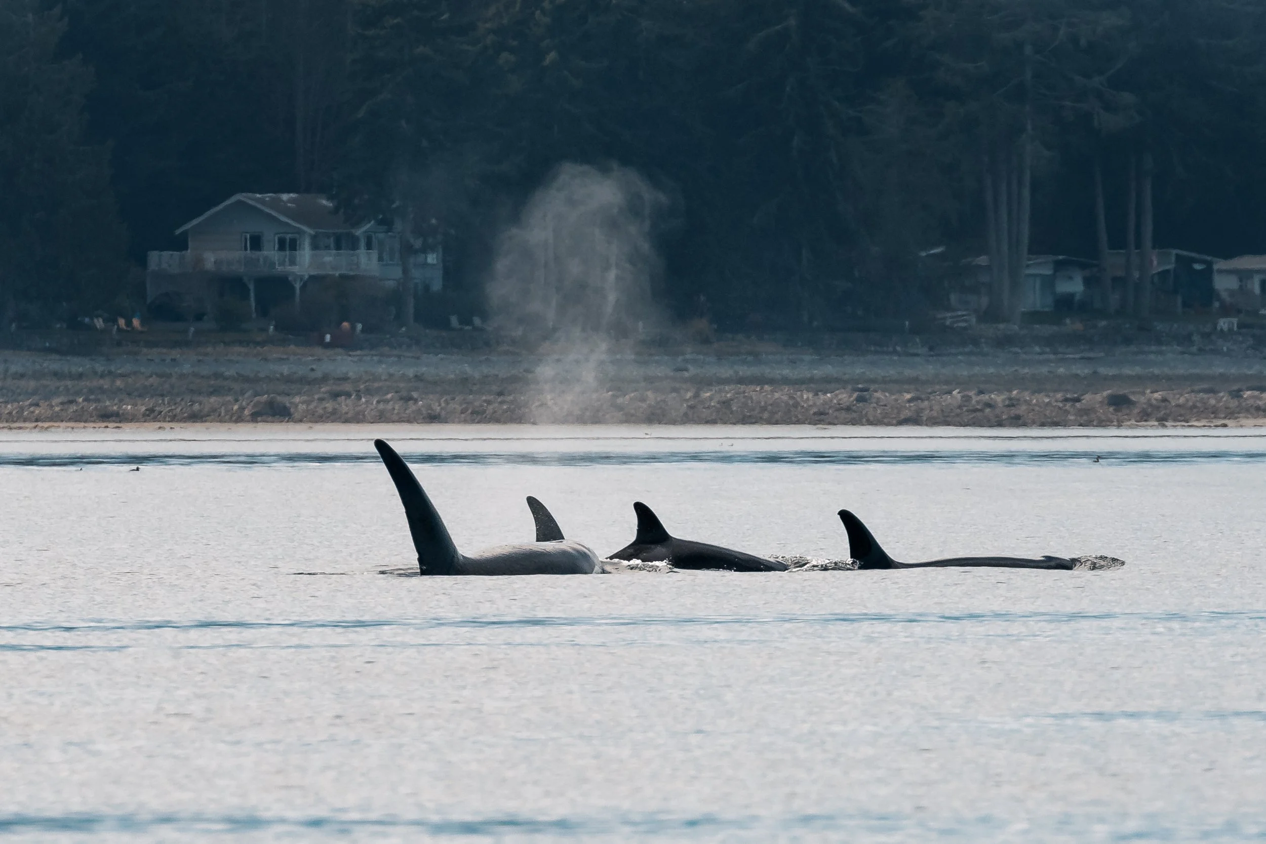 March 7, 2022 - T-party near Denman Island!