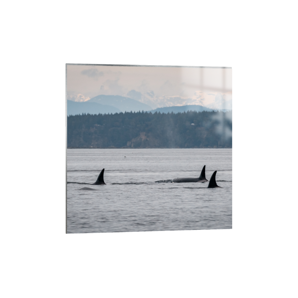 metalprint_square_518_0_2529_2529_0_false_ffffff_0_0.png