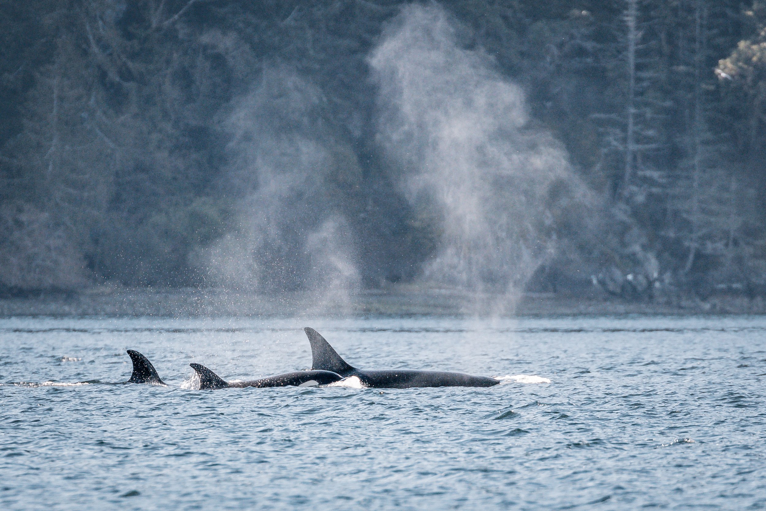 March 19, 2022 - All the way up Saanich Inlet with the T090s and T124As