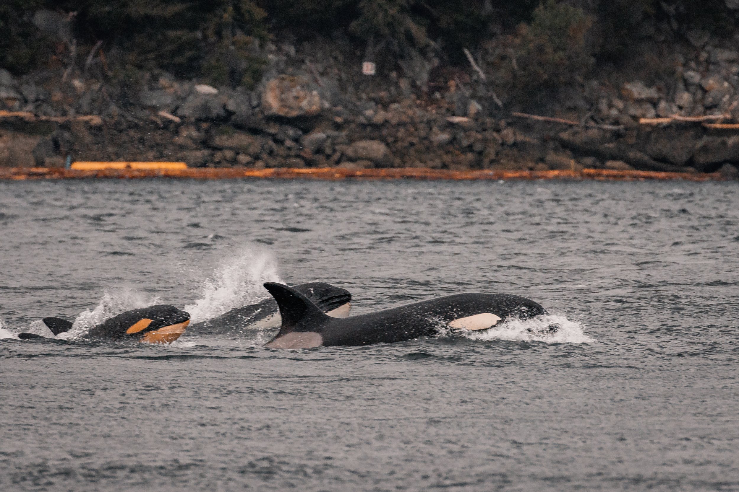 March 20, 2022 - Orcas out of the harbour