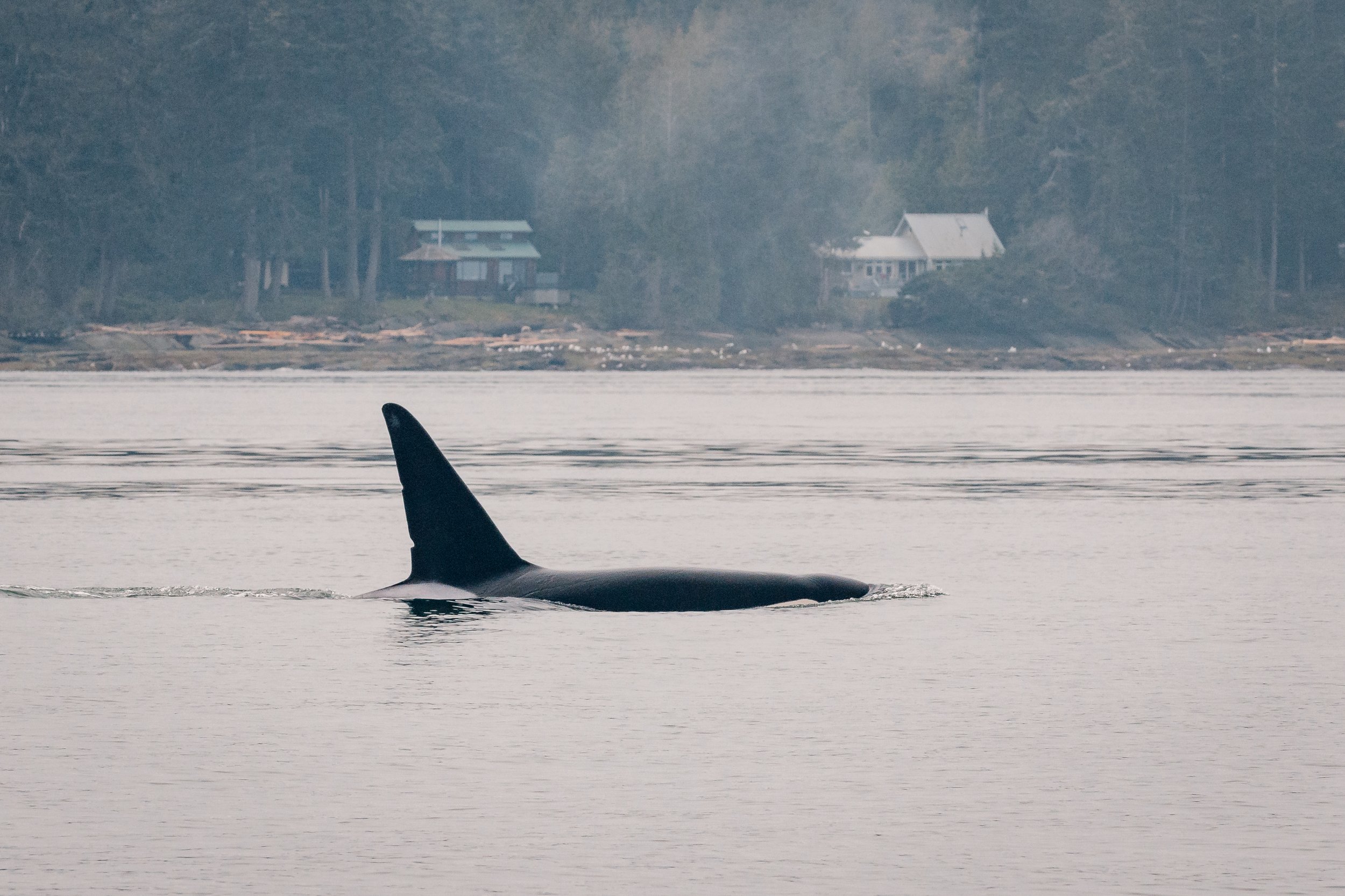 March 25, 2022 - Orcas in Active Pass