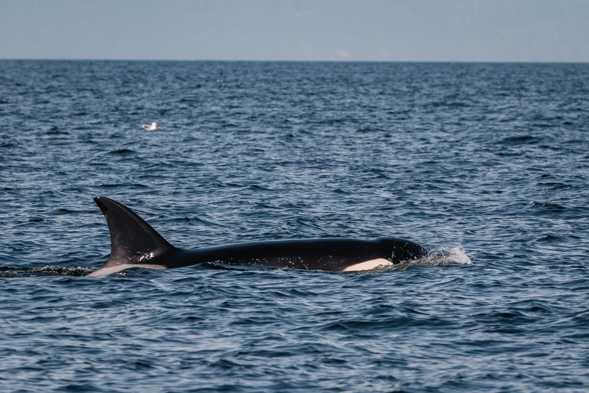 March 29, 2022 - Orca party off Gabriola